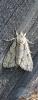 345481 – Photo : Christian Berquer – France (50)